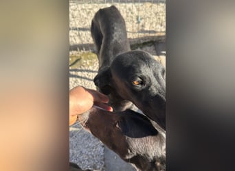 Simón,  hübsche Langnase sucht ein Zuhause