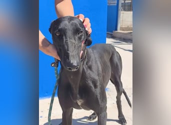 Limoncello ,Ein Herz aus Gold im schwarzen Galgo-Gewand