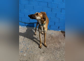 Marshal, er musste viel Leid ertragen