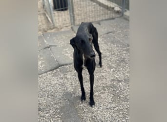 Indira, eine tolle schwarze Galga
