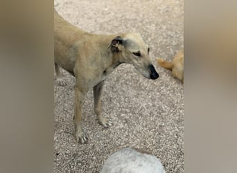 Giovana - sanfte Galgo-Schönheit sucht ihr liebevolles Zuhause