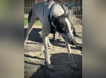 Napoli, hübscher sozialer Galgobub
