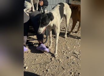 Chantelle, sucht ein warmes Körbchen