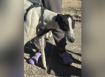 Napoli, hübscher sozialer Galgobub