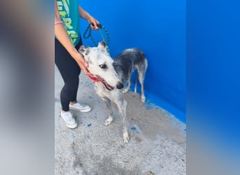 Tejón - ältere Galgo-Seele sucht wieder ein Zuhause