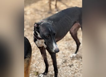 Jadiya - schwarze Galgo-Schönheit mit weißem Herzfleck sucht ihr Glück
