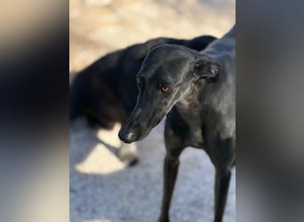 Simón,  hübsche Langnase sucht ein Zuhause