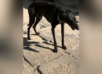 Cacahuete - schwarzer Galgo mit sanfter Seele sucht sein Glück