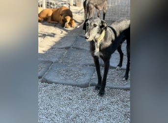 Carbón , ein bezaubernder Rauhaar Galgo