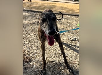 Golfo, fröhlich und lustig