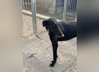 Indira, eine tolle schwarze Galga