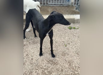 Indira, eine tolle schwarze Galga