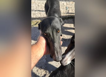 Simón,  hübsche Langnase sucht ein Zuhause