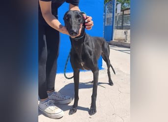 Limoncello - Ein Herz aus Gold im schwarzen Galgo-Gewand