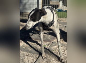 Napoli, hübscher sozialer Galgobub