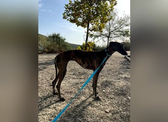 Pastora, sozial und zurückhaltend