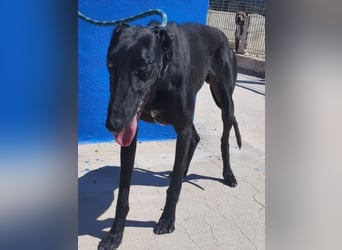 Limoncello ,Ein Herz aus Gold im schwarzen Galgo-Gewand