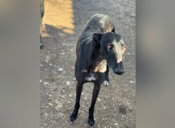 Simón,  hübsche Langnase sucht ein Zuhause