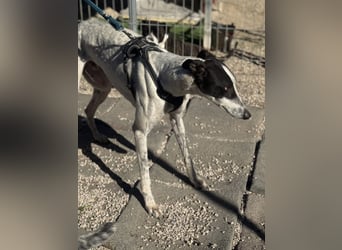 Napoli, hübscher sozialer Galgobub