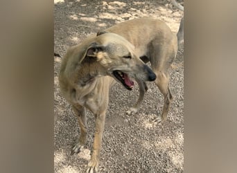 Giovana - sanfte Galgo-Schönheit sucht ihr liebevolles Zuhause