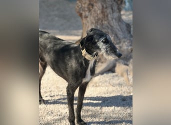 Carbón , ein bezaubernder Rauhaar Galgo