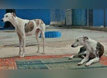 Lion, ein stattlicher Galgo Bub