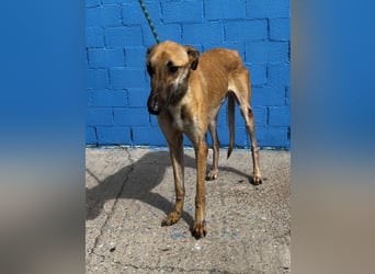 Marshal, er musste viel Leid ertragen