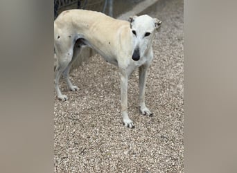 Tigrillo- cremefarbener Langbein sucht sein Glück