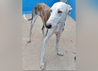 Lion, ein stattlicher Galgo Bub