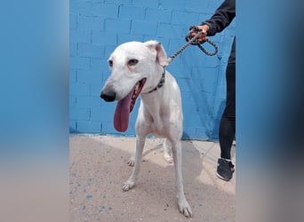 Niko, hofft auf sein Weihnachtswunder