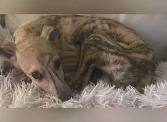 Romeo, kleine Langnase zum verlieben