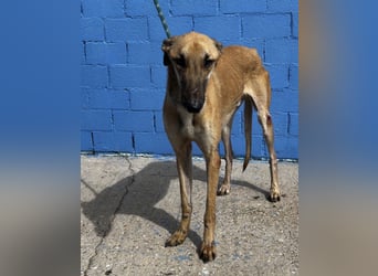 Marshal, er musste viel Leid ertragen