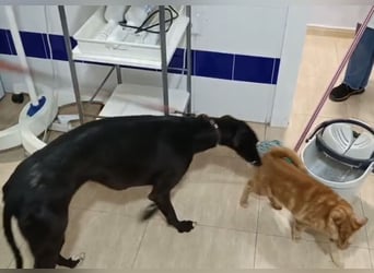 Mandi - junge und katzenfreundliche Galga mit besonderem Gesicht und viel Lebensfreude
