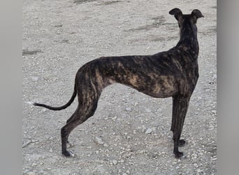 Candela, träumt von einem warmen Körbchen