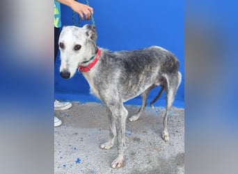 Tejón - ältere Galgo-Seele sucht wieder ein Zuhause