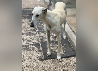 Tigrillo- cremefarbener Langbein sucht sein Glück