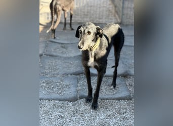Carbón , ein bezaubernder Rauhaar Galgo