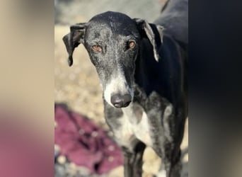 Gala, ein zartes Seelchen hoff auf eine Chance