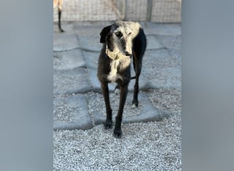 Carbón , ein bezaubernder Rauhaar Galgo