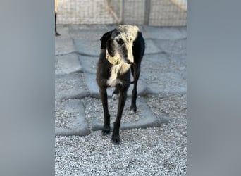 Carbón , ein bezaubernder Rauhaar Galgo