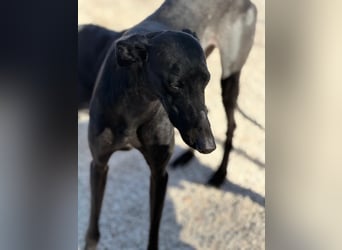 Simón,  hübsche Langnase sucht ein Zuhause