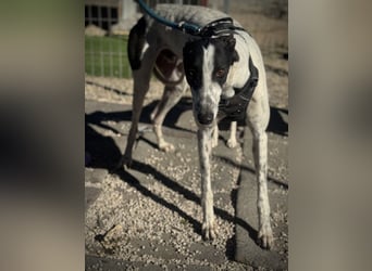 Napoli, hübscher sozialer Galgobub