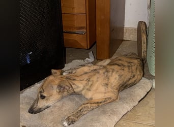 Alvaro, kleine Langnase zum verlieben