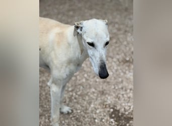 Tigrillo- cremefarbener Langbein sucht sein Glück