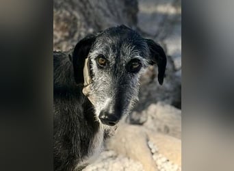 Carbón , ein bezaubernder Rauhaar Galgo