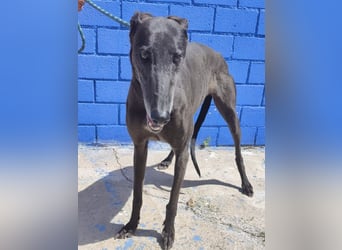 Athena - wunderschöne Galga mit dunklem Fell sucht ihr Zuhause