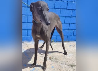 Athena ,wunderschöne Galga mit dunklem Fell sucht ihr Zuhause