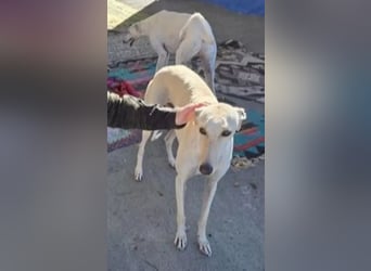 Coco, eine hübsche Langnase wartet auf sein Glück