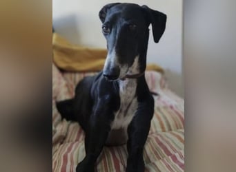 Gala, ein zartes Seelchen hoff auf eine Chance