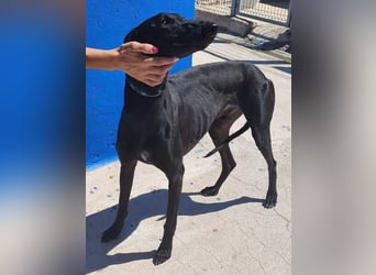Limoncello ,Ein Herz aus Gold im schwarzen Galgo-Gewand